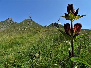 35 Genziana porporina ( Gentiana purpurea) con Erica posizionata in foto  alla Bocchetta del Triomen con Tribortoi a sx